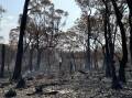 Tree stumps continue smoking after bushfire in Hat Head National Park, October 2023. Picture by Ellie Chamberlain.